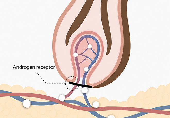 The DHT mechanism — androgen receptor binding